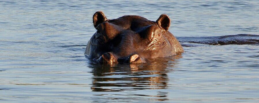 Abenteuer Afrika: Dreiländerreise Namibia – Botswana – Zimbabwe