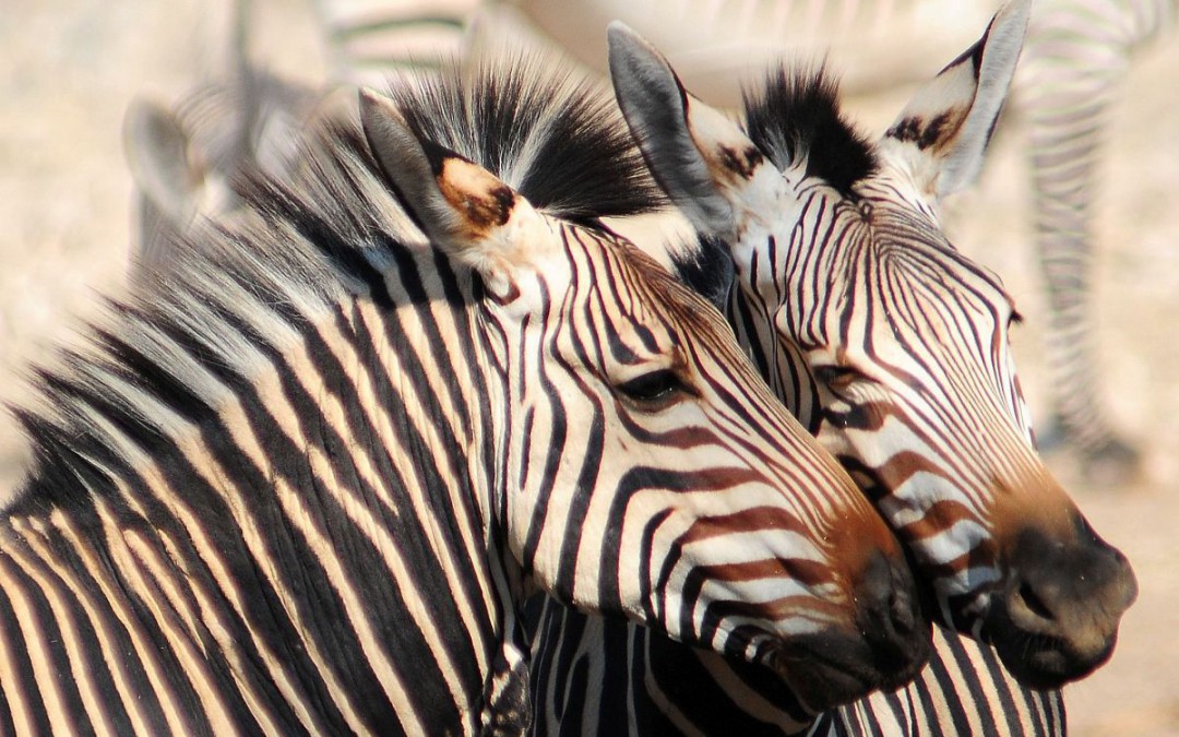 Dreiländerreise: Namibia, Botswana, Zimbabwe, 11.10.-23.10.2019